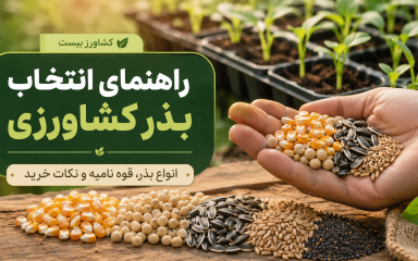 راهنمای انتخاب بذر کشاورزی؛ مقایسه بذر هیبرید، بذر OP و معیارهای کیفیت بذر