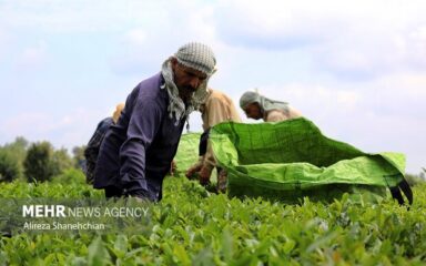 کشت چای کشاورز بیست