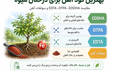 مقایسه انواع کود آهن EDDHA و DTPA و EDTA برای درختان میوه