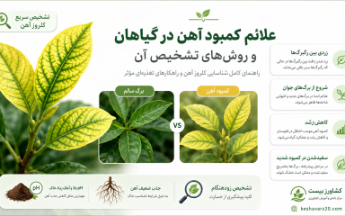 علائم کمبود آهن در گیاهان با زردی بین رگبرگ‌های جوان