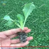 نمای محصول کلم گل