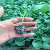 نمای محصول کلم بروکلی
