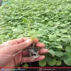 نمای محصول فیسالیس