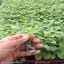 نمای محصول فیسالیس