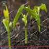 نمای محصول لوبیا