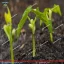 نمای محصول لوبیا