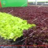 نمای محصول کاهو فرانسوی