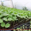 نمای محصول چای ترش