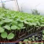 نمای محصول چای ترش