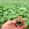 نمای محصول کدو