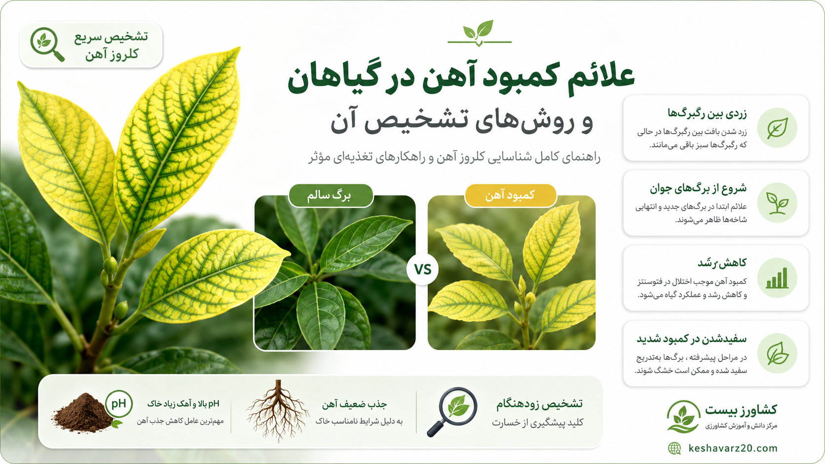 علائم کمبود آهن در گیاهان با زردی بین رگبرگهای جوان