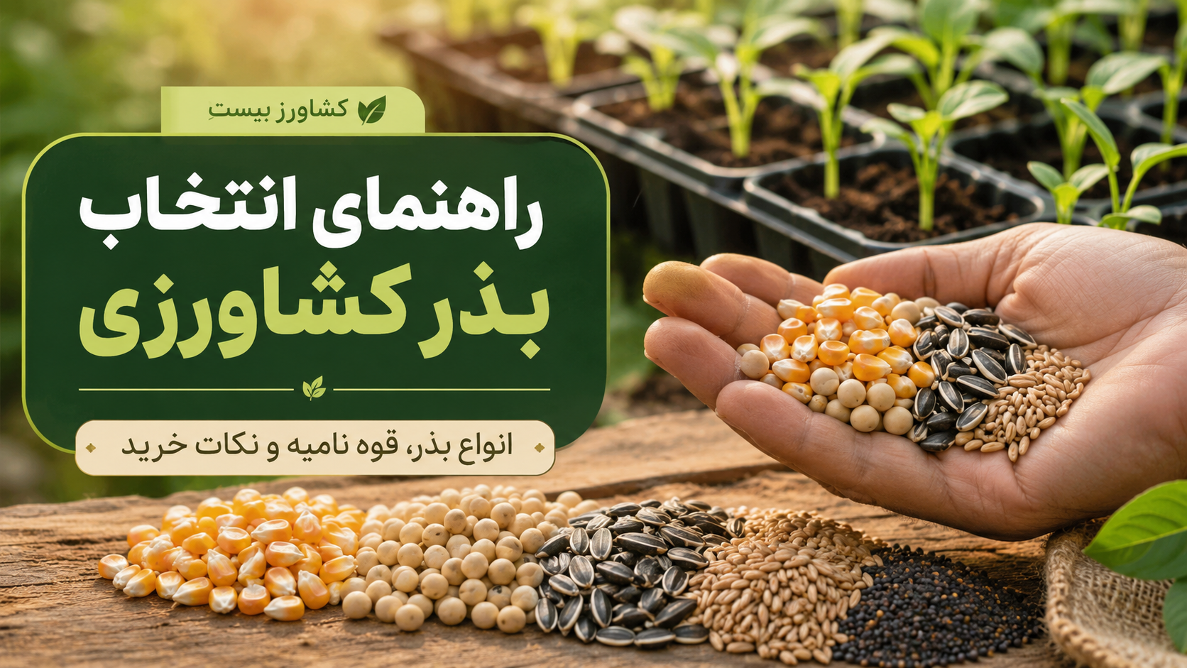 راهنمای انتخاب بذر کشاورزی؛ مقایسه بذر هیبرید، بذر OP و معیارهای کیفیت بذر