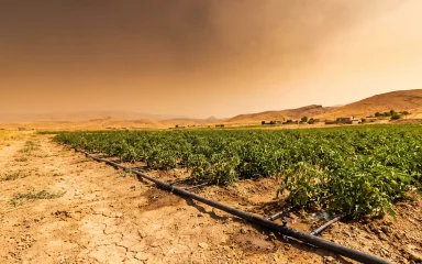 مدیریت آبیاری قطره‌ای مزرعه در شرایط کم‌آبی و موج گرما در ایران