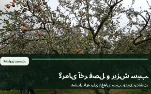 سیب‌های رسیده روی شاخه در باغ در آستانه برداشت