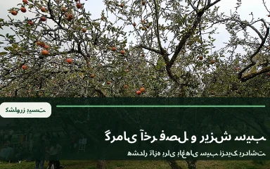 سیب‌های رسیده روی شاخه در باغ در آستانه برداشت