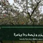 سیب‌های رسیده روی شاخه در باغ در آستانه برداشت