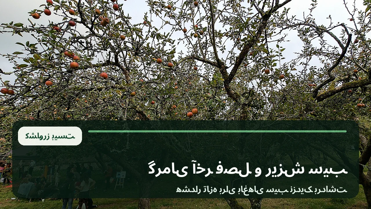 سیب‌های رسیده روی شاخه در باغ در آستانه برداشت