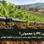 قطره‌چکان PC یا معمولی؛ راهنمای انتخاب جبران فشار برای زمین شیب‌دار و خطوط طولانی