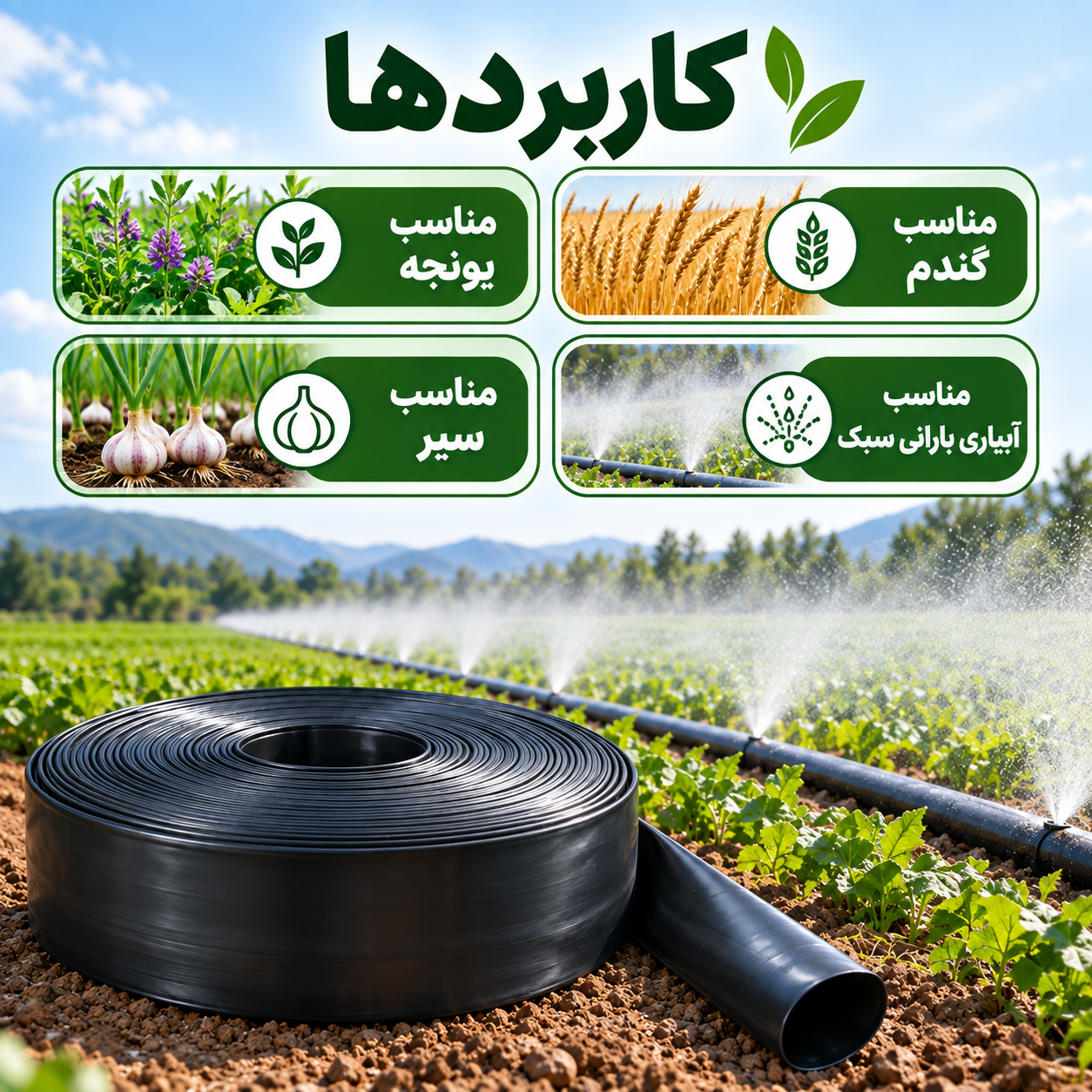 کاربرد لوله بارانی مه‌پاش ۲ اینچ آسایش آذربایجان برای یونجه، گندم و سیر