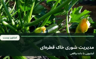 نمای خطوط آبیاری قطره‌ای روی خاک کنار ردیف کشت در مزرعه
