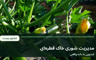 نمای خطوط آبیاری قطره‌ای روی خاک کنار ردیف کشت در مزرعه