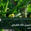نمای خطوط آبیاری قطره‌ای روی خاک کنار ردیف کشت در مزرعه