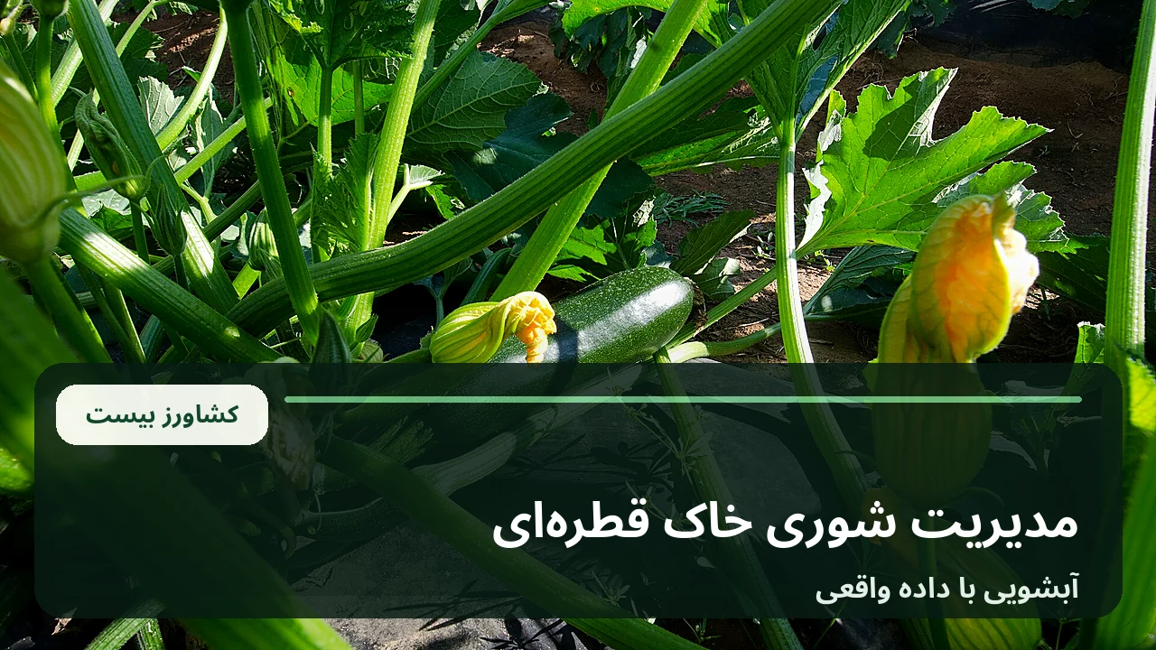 نمای خطوط آبیاری قطره‌ای روی خاک کنار ردیف کشت در مزرعه