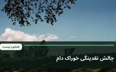 تصویر آرشیوی گاوهای پرورشی در محیط دامداری؛ تصویر زمینه عمومی برای خبر چالش نقدینگی خوراک دام