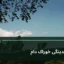 تصویر آرشیوی گاوهای پرورشی در محیط دامداری؛ تصویر زمینه عمومی برای خبر چالش نقدینگی خوراک دام