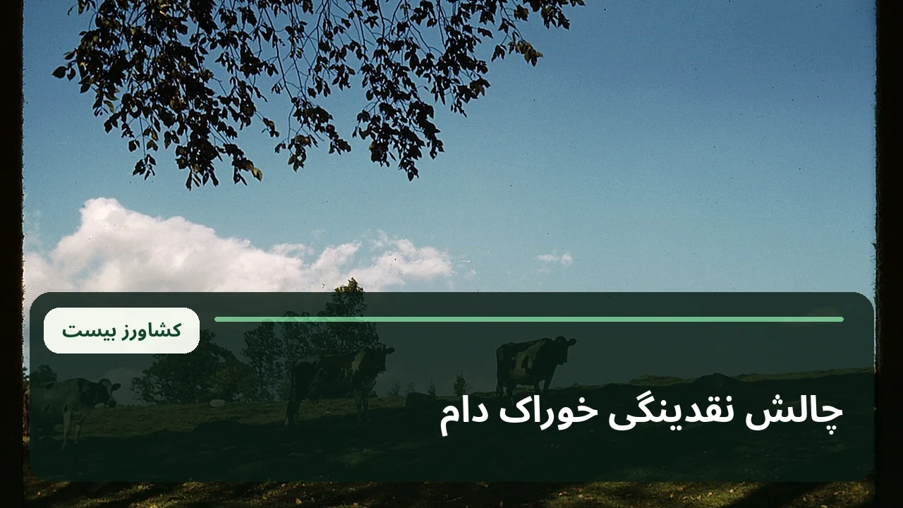 تصویر آرشیوی گاوهای پرورشی در محیط دامداری؛ تصویر زمینه عمومی برای خبر چالش نقدینگی خوراک دام
