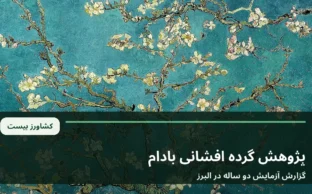 شکوفه های بادام در فصل گل دهی؛ تصویر آرشیوی برای گزارش پژوهش گرده افشانی