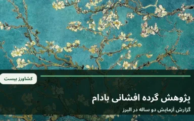 شکوفه های بادام در فصل گل دهی؛ تصویر آرشیوی برای گزارش پژوهش گرده افشانی