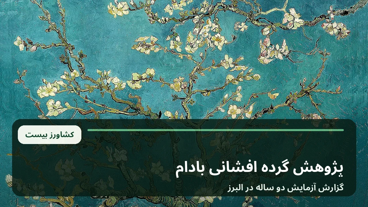 شکوفه های بادام در فصل گل دهی؛ تصویر آرشیوی برای گزارش پژوهش گرده افشانی