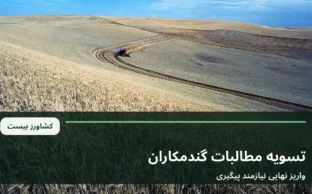 خوشه های رسیده گندم در مزرعه؛ تصویر آرشیوی مرتبط با خبر مطالبات خرید تضمینی گندم