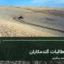 خوشه های رسیده گندم در مزرعه؛ تصویر آرشیوی مرتبط با خبر مطالبات خرید تضمینی گندم