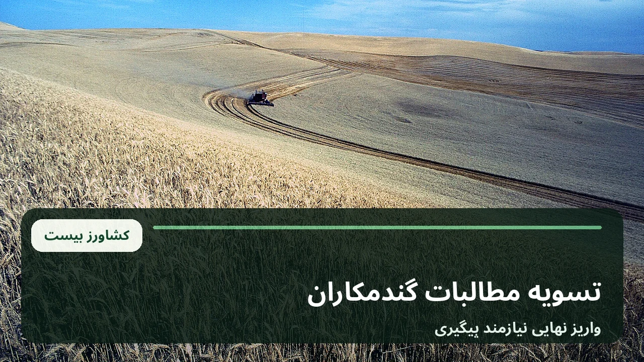 خوشه های رسیده گندم در مزرعه؛ تصویر آرشیوی مرتبط با خبر مطالبات خرید تضمینی گندم