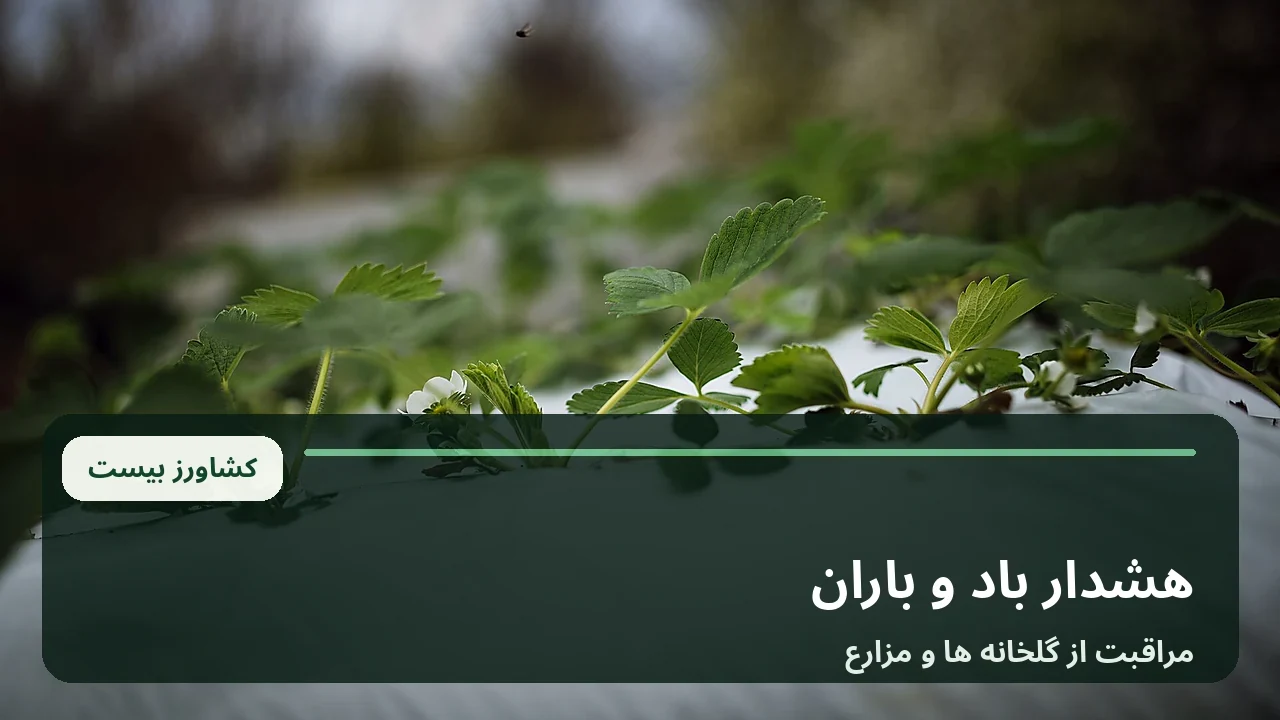 نمای آرشیوی گلخانه های کشاورزی در هوای ابری؛ تصویر نمادین هشدار بارش و باد